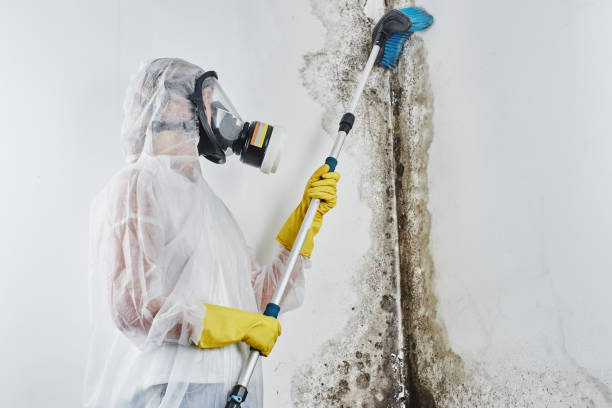 Best Local Mold Removal Service  in Harbour Heights, FL