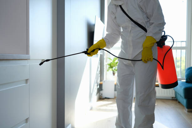Best Mold Testing and Removal  in Harbour Heights, FL