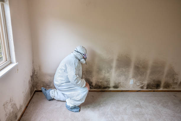 Best Emergency Mold Removal  in Harbour Heights, FL