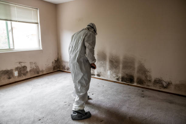 Best Mold Damage Repair  in Harbour Heights, FL