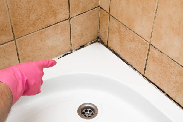 Best Certified Mold Removal  in Harbour Heights, FL