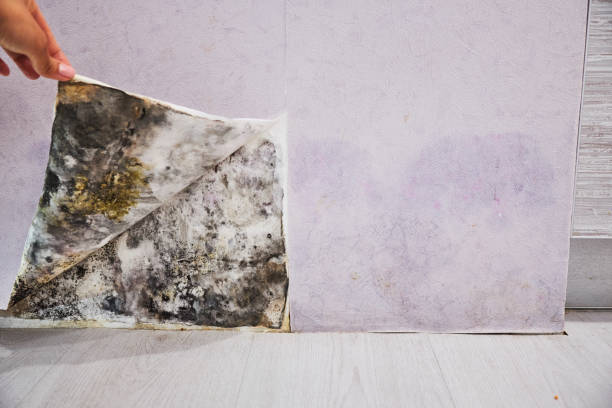Best Toxic Mold Removal  in Harbour Heights, FL